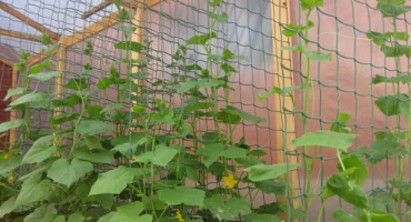 Jak vyrobit mřížku pro okurky, jejich typy a instalace